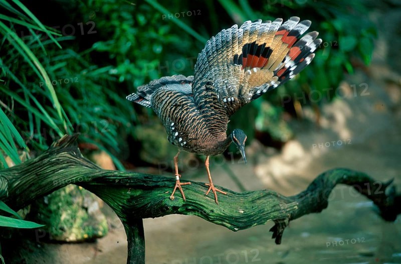 Sunbittern (Eurypyga helias), wing