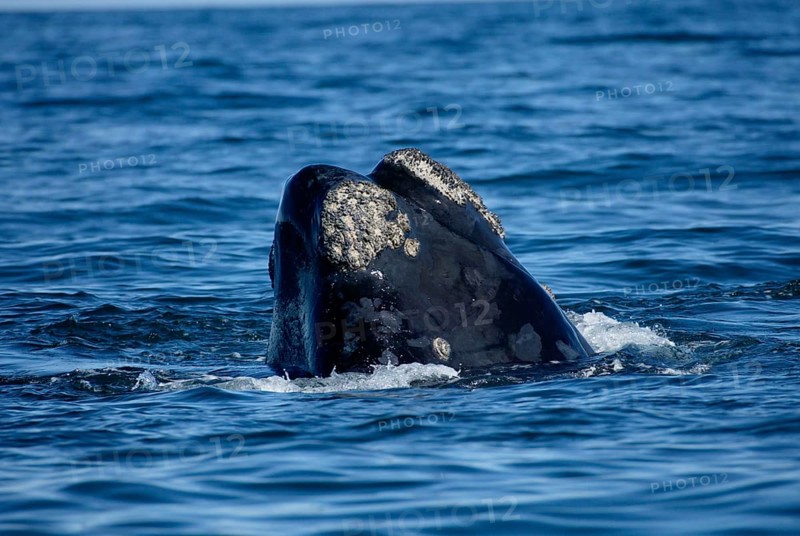 Southern Right Whale (Eubalaena australis), South_Africa (Balaena glacialis australis)
