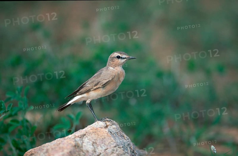 Isabelline Wheatear (Oenanthe isabellina), lateral, side, Samburu Game Reserve, Kenya, isabelline wheatear, Kenya, Africa