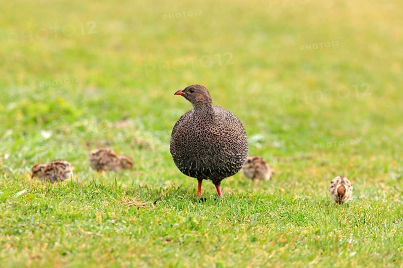 Cape spurfowl (Francolinus capensis), female with chicks