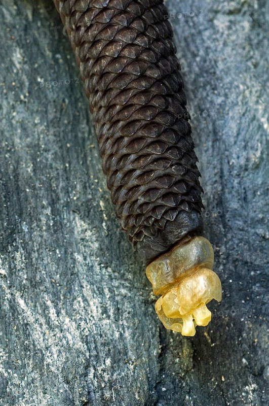 Rattlesnake, Rattlesnakes, Other animals, Venomous, Poisonous snakes, Reptiles, Snakes, Animals, Central American rattlesnake, Costa Rican rattlesnake (Crotalus simus) close up of tail end rattle made of keratin, Costa Rica, Central America