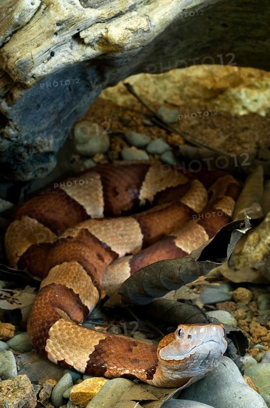 Broad-banded copperhead (Agkistrodon contortrix laticinctus), Texas copperhead curled up under tree trunk