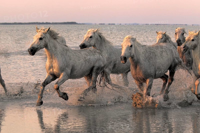 Camargue horses, Camargue, Provence, South of France, Camargue horse, grey, evening light