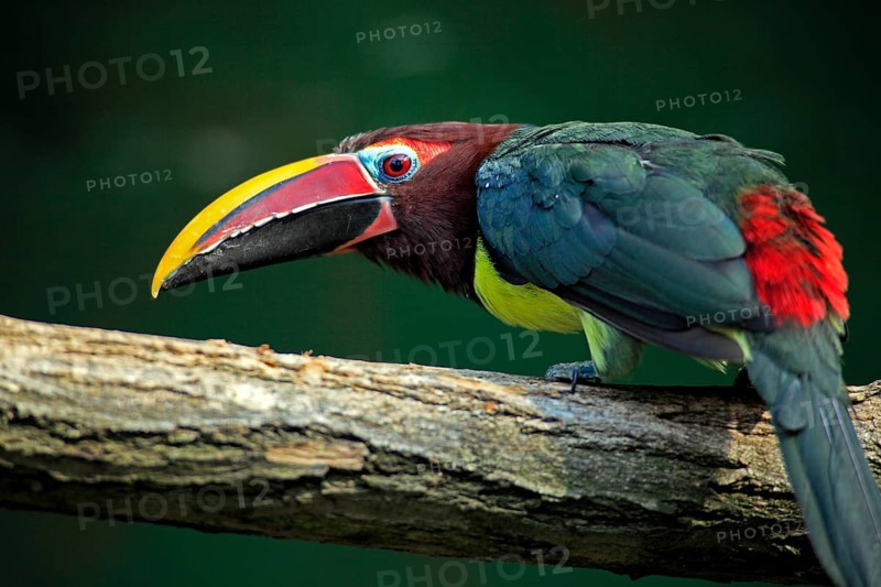 Green Aracari (Pteroglossus viridis)