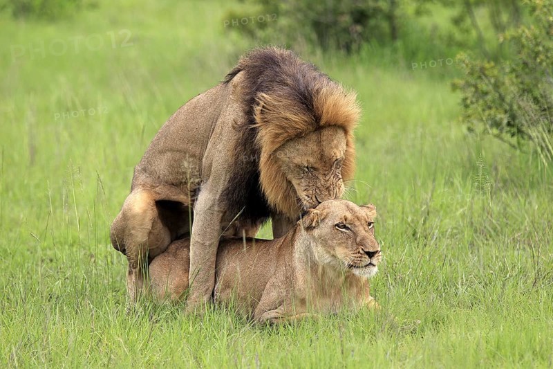 African lions (Panthera leo), pair, copulating, Sabi Sabi Game Reserve, Kruger National Park, South Africa nian lion, lioness