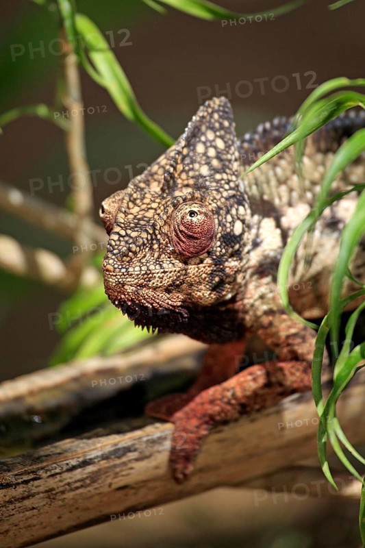 Giant chameleon, male, Madagascar malagasy giant chameleon (Furcifer oustaleti), Madagascar, Africa