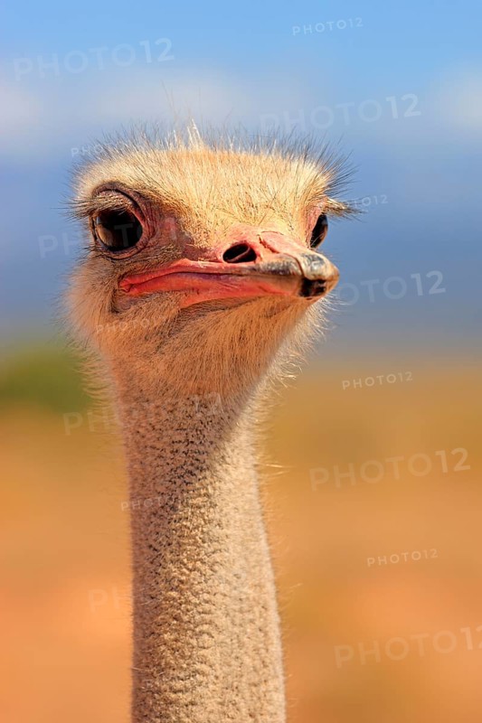 South african ostrich (Struthio camelus australis), male, Oudtshoorn, Klein Karoo, South Africa, Africa