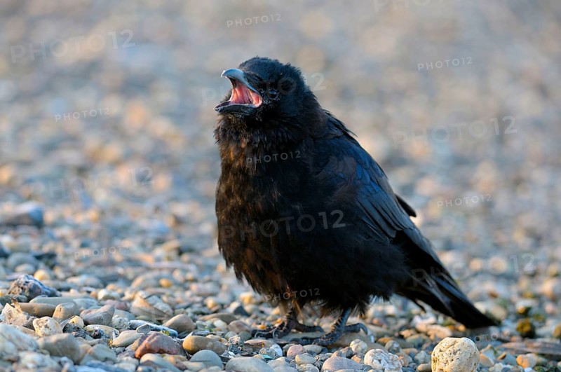 Raven crow, Lower Rhine, North Rhine-Westphalia, Germany, Europe