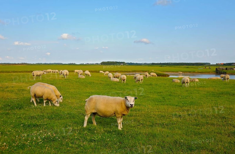 Texel sheep, near Den Burg, Texel Island, North Holland, Netherlands