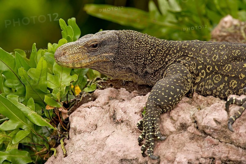 Crocodile Monitor (Varanus salvadorii)