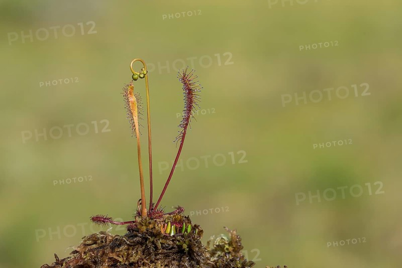 English sundew (Drosera anglica), Smaland, Sweden, Europe