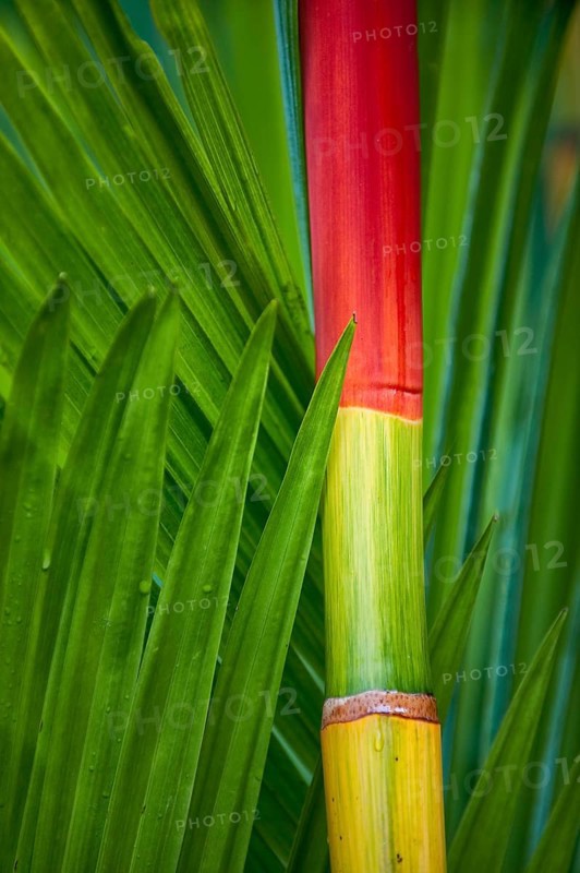 Coloured, colourful, colourful bamboo, plant, flora, decoration, detail, trunk, vegetation, Australia, Oceania