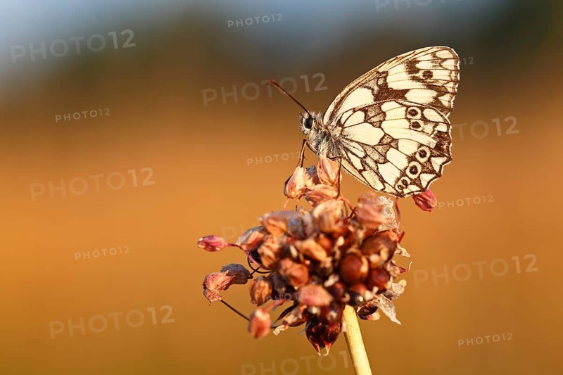 Marbled white (Melanargia galathea) in cold torpor on the flower of rocambole (Allium scorodoprasum), Middle Elbe Biosphere Reserve, Saxony-Anhalt, Germany, Europe