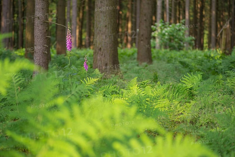 Common foxglove (Digitalis purpurea), forest floor covered with royal fern (Osmunda regalis), spruce forest, Deister, Calenberger Bergland, Schaumburger Land, Hameln Pyrmont, Germany, Europe