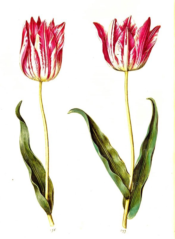 Garden tulip (Tulipa) gesneriana, Historic, digitally enhanced reproduction of an original from the period