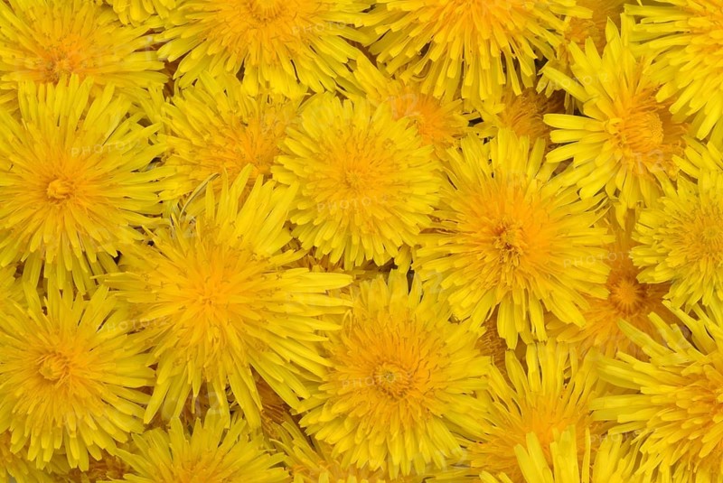 Common dandelion (Taraxacum) Ruderalia, Taraxacum officinale, medicinal plant, the most important active substances of the dandelion are the bitter substances