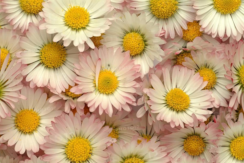 Common daisy (Bellis perennis), medicinal plant, naturopathy classifies the daisy among other things as stimulating the metabolism, expectorant and anti-inflammatory, used e.g. for respiratory and skin diseases as well as injuries. The daisy was named medicinal plant of the year 2017