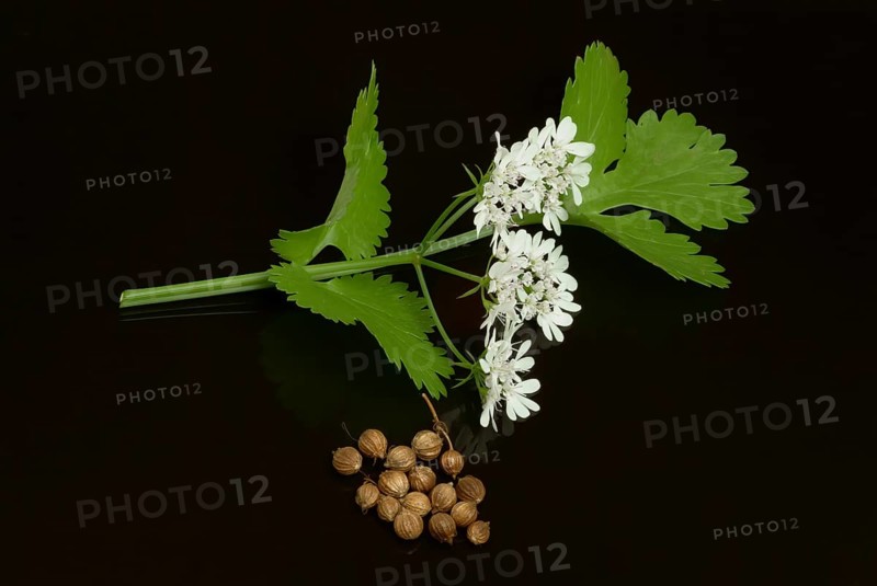 Coriander (Coriandrum sativum), leaves, flowers and seeds, plant species in the umbellifer family, used as a spice and medicinal plant