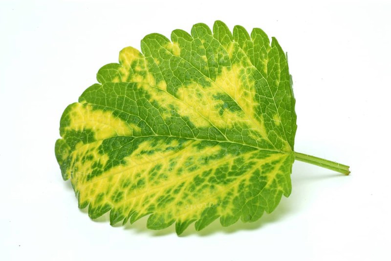 Yellow lemon balm (Melissa officinalis) or melissa, family of the labiates, the foliage leaves, Melissae folium, are used as pharmaceutical drug, medicinal plant of the year 1988
