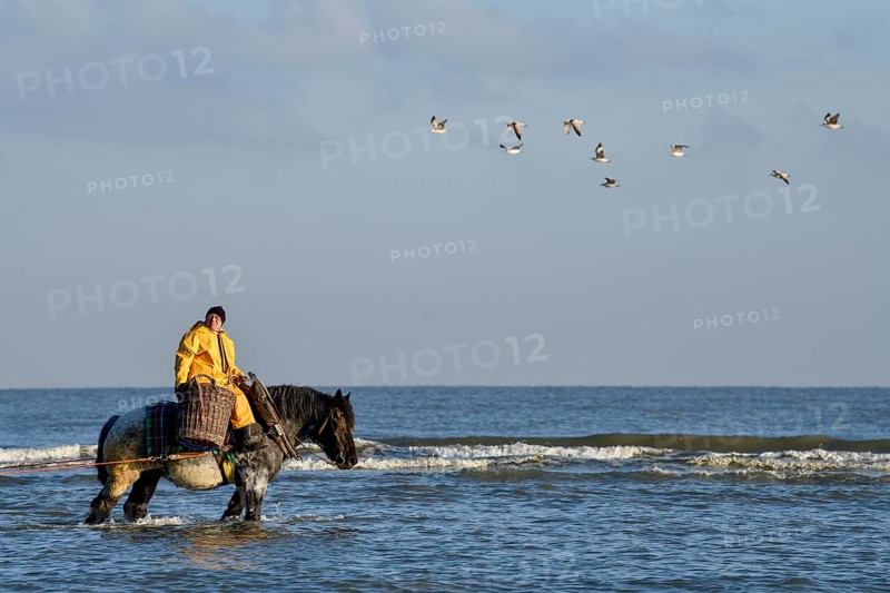 Horse fishermen catching Brown shrimp (Crangon crangon), Koksijde, North Sea coast, province of West Flanders, Belgium, Europe