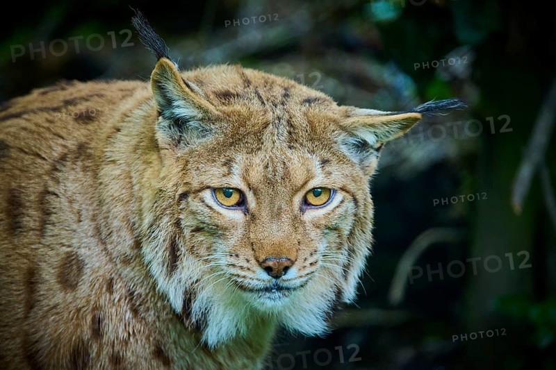Eurasian lynx (Lynx lynx), observing attentively, its brown fur and characteristic ear tufts are clearly visible, portrait, spring, Switzerland, Europe