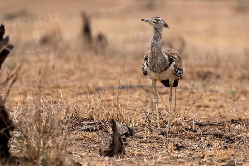 Giant bustard, Kori bustard (Ardeotis kori), adult, foraging, alert, Kruger National Park, Kruger National Park, Kruger National Park South Africa