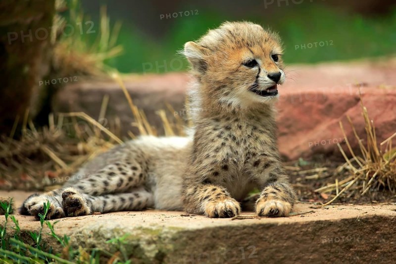 Cheetah, Northeast African cheetah (Acinonyx jubatus soemmeringii), young, ten weeks old, Africa, Northeast Africa
