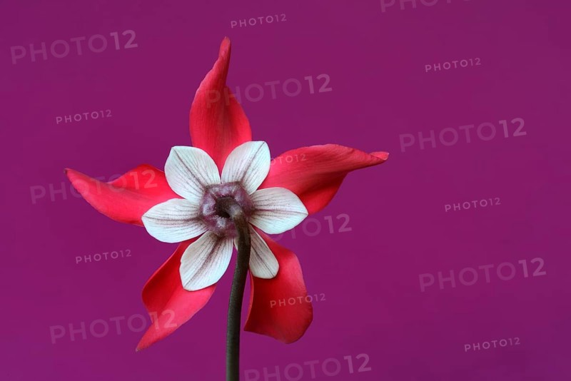 Cyclamen 'Exclusive Petticoat', Cyclamen spec, studio shot