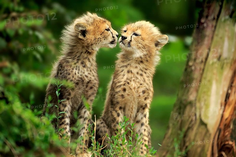 Cheetah, Northeast African cheetah (Acinonyx jubatus soemmeringii), two cubs, social behaviour, siblings, ten weeks old, Africa, Northeast Africa
