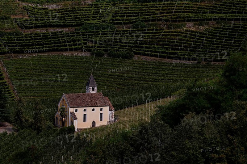Pilgrimage church of St Valentine, Valentine's church, between vineyards, vineyards, Maia Alta, Merano, Merano, South Tyrol, Autonomous Province of Bolzano, Italy, Europe