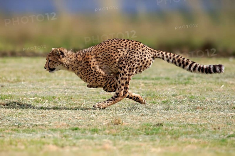 Cheetah (Acinonyx jubatus), subadult, half-grown young, hunting, running, running, Western Cape, South Africa, Africa