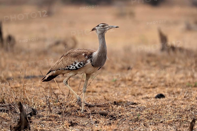 Giant bustard, kori bustard (Ardeotis kori), adult, running, foraging, alert, Kruger National Park, Kruger National Park, Kruger National Park South Africa
