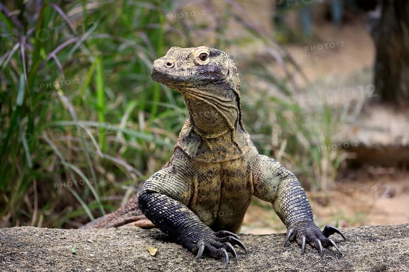 Komodo dragon (Varanus komodoensis), adult on rock, portrait, captive, Singapore, Asia