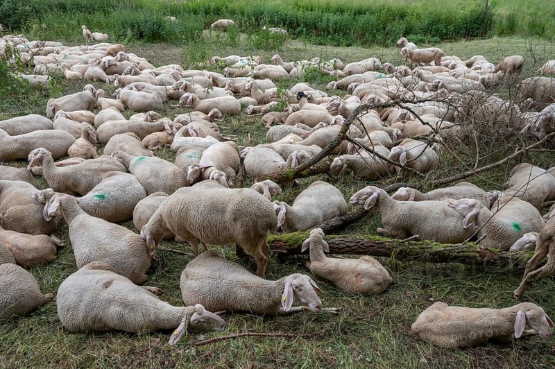 Resting, freshly shorn sheep in a nature reserve in Franconian Switzerland, Bavaria, Germany, Europe