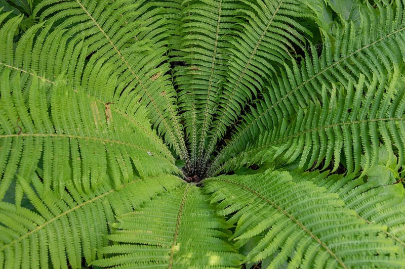 Ostrich fern (Matteuccia struthiopteris), Bavaria, Germany, Europe