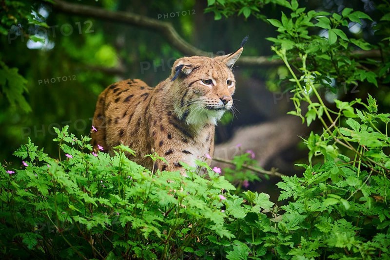 Eurasian lynx (Lynx lynx), walking through the forest and observing attentively, its brown fur and characteristic ear tufts are clearly visible, spring, Switzerland, Europe