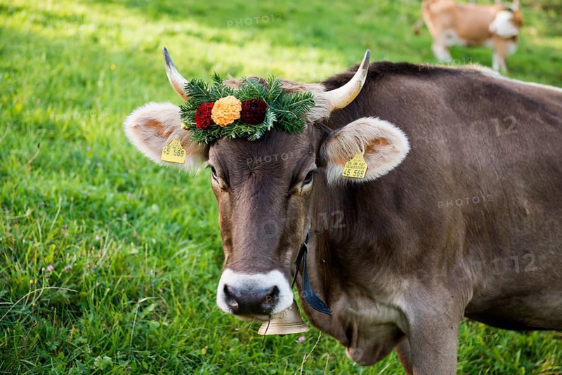 Cow decorated with flowers, cattle drive, Münstertal, Southern Black Forest, Black Forest, Baden-Württemberg, Germany, Europe