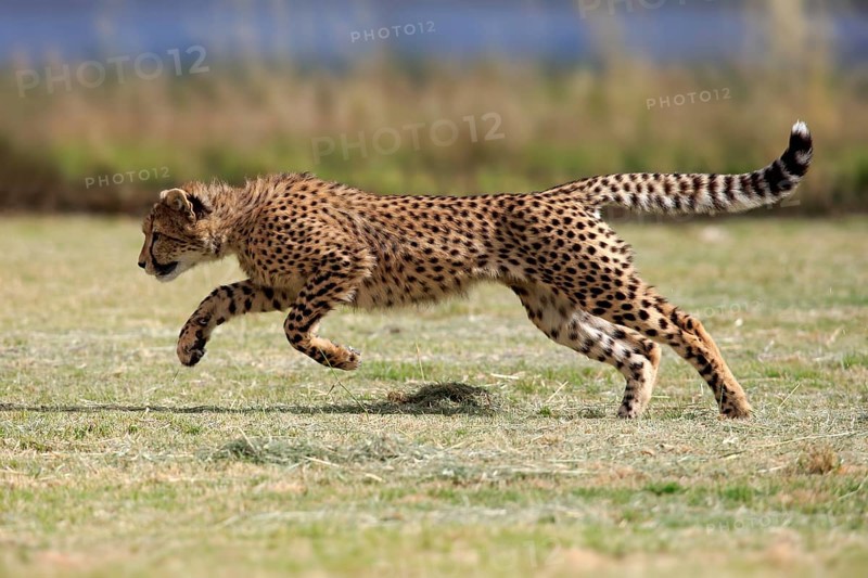 Cheetah (Acinonyx jubatus), subadult, half-grown young, hunting, running, running, Western Cape, South Africa, Africa