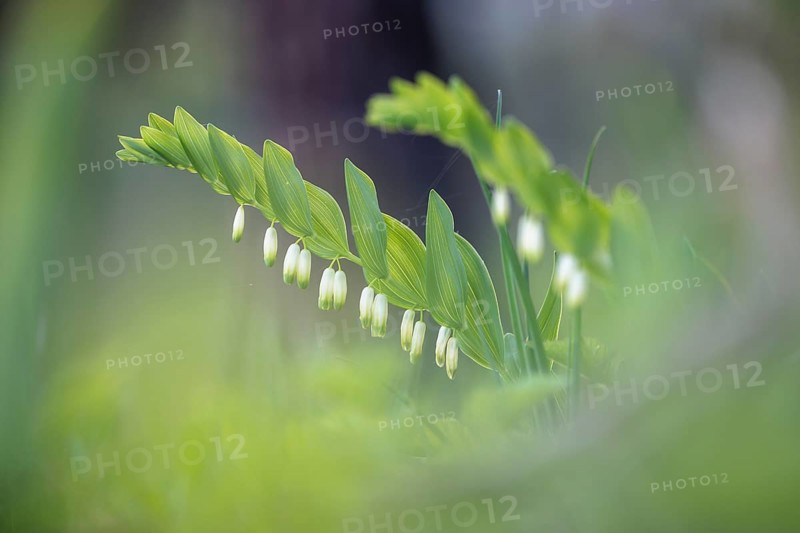Angular Solomon's seal (Polygonatum odoratum) and grass in a green, spring-like environment, Rehletal, Engen, Hegau, Baden-Württemberg, Germany, Europe