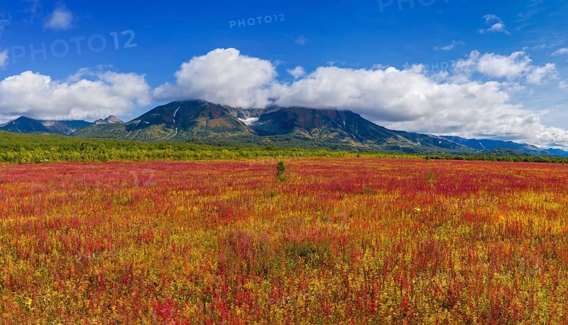 Blooming flowers Ivan tea or Willow-herb near Vachkazhets volcano on Kamchatka peninsula