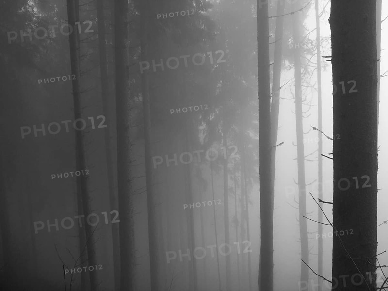 Cloud forest, black and white