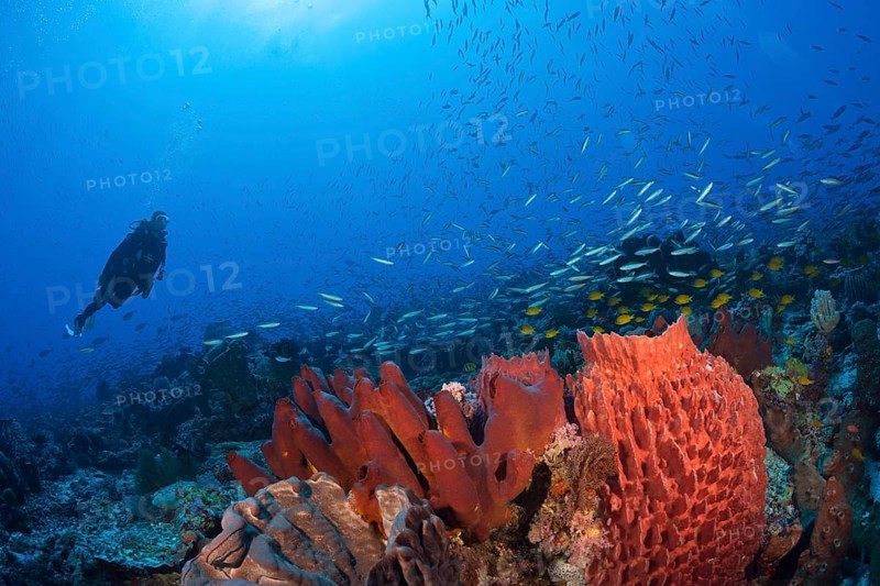 Various sponges on the reef, Kai Islands, Moluccas, Indonesia, Asia