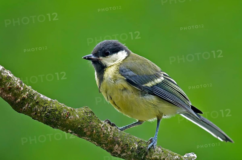Great tit on a perch. Perched Great Tit