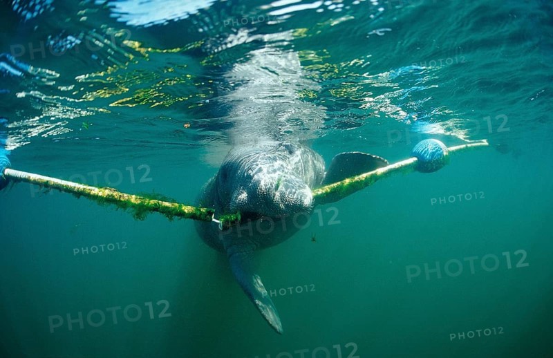 Round-tailed manatee nibbling on dew, Trichechus manatus latirostris, USA, Florida, FL, Crystal River, North America