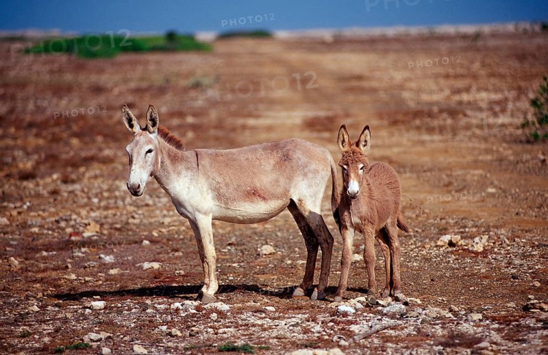 Wild donkeys, Netherlands Antilles, Bonaire