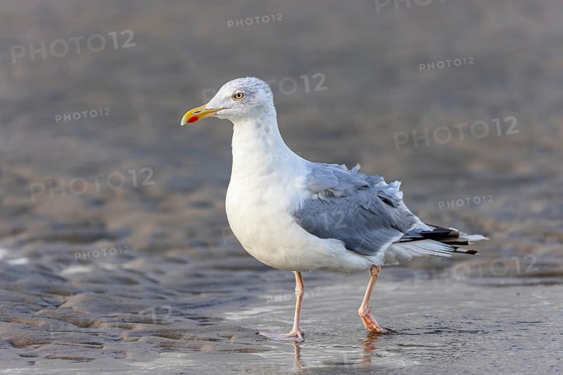 Herring Gull (Larus argentatus) on the beach of Juist, East Frisian Islands, Germany, Europe