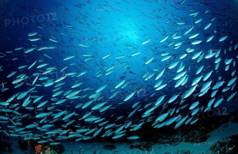 Shoal of yellow-striped fusiliers, Caesio caerulaurea, Maldives, Indian Ocean, Meemu Atoll, Asia