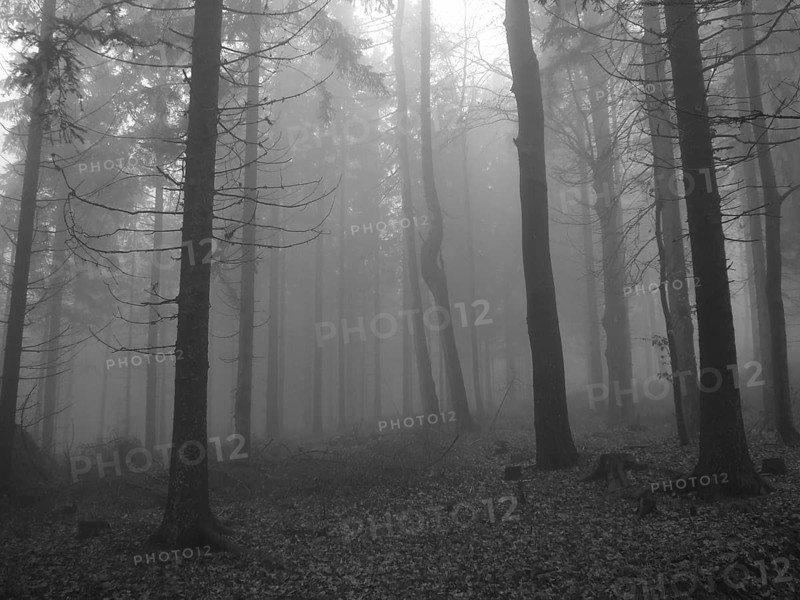 Cloud forest, black and white