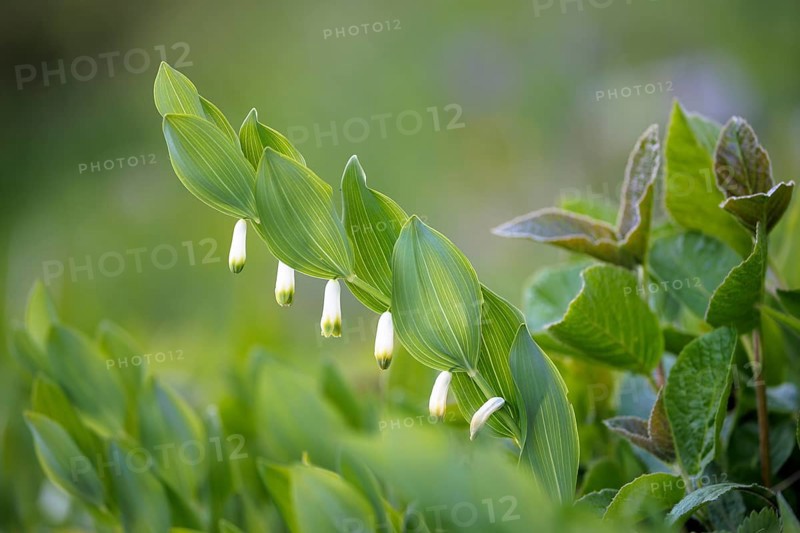 Angular Solomon's seal (Polygonatum odoratum) and grass in a green, spring-like environment, Rehletal, Engen, Hegau, Baden-Württemberg, Germany, Europe