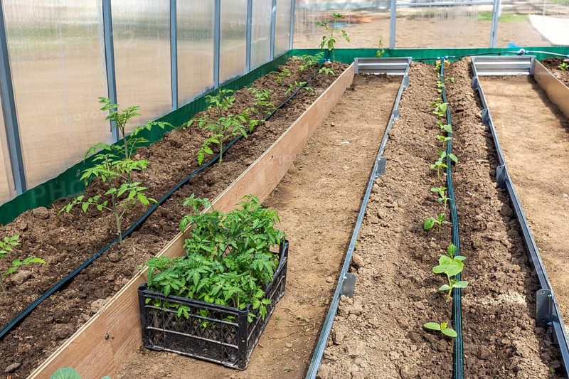 Rows of tomato and cucumber plants growing inside greenhouse with drip irrigation